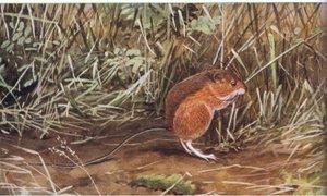 Souris sauteuse des prés, petite souris mais peut sauter huit pieds de long
